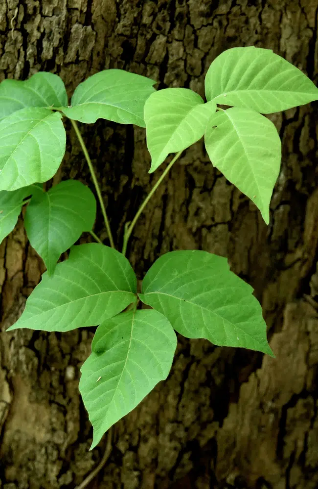 How To Get Rid Of Poison Ivy Do It Safely With Our Tips