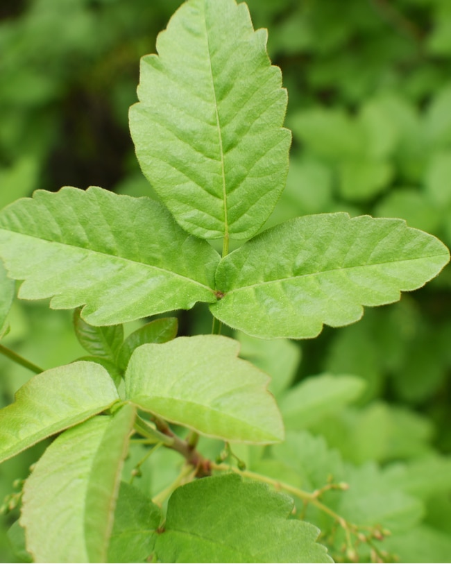 poison oak has leaves with jagged ridges