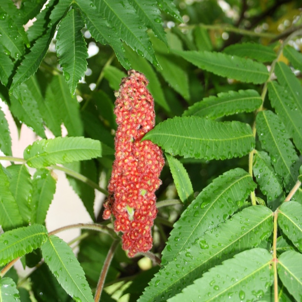 Poison sumac on a tree needs to be killed for the safety of everyone