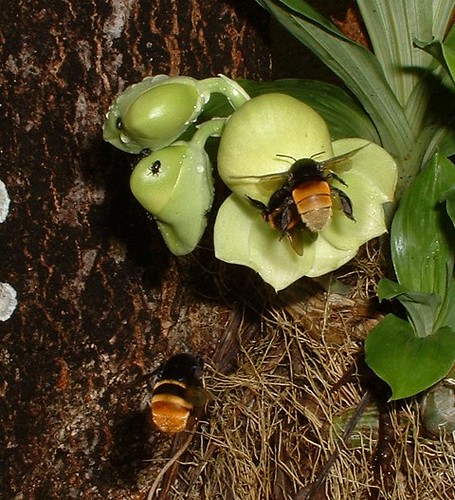 Bees help to carry pollen so that the flowers can propagate