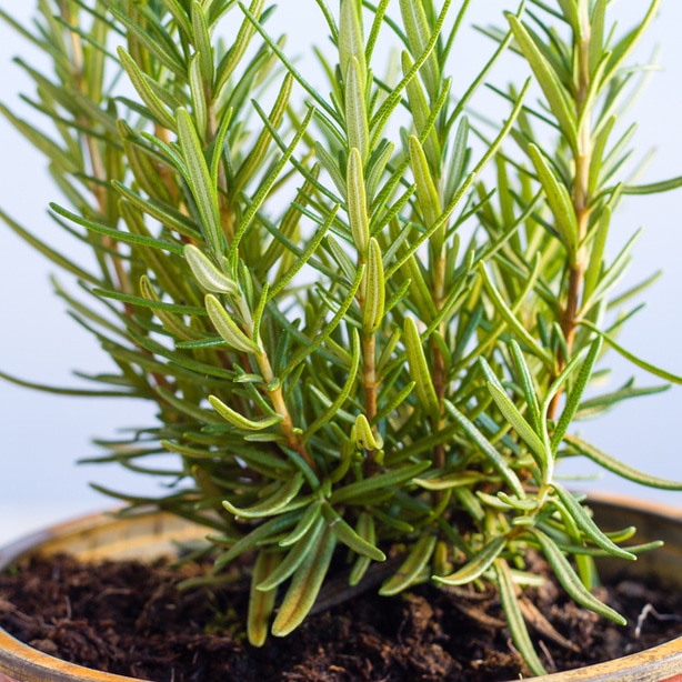 Rosemary growing in a pot
