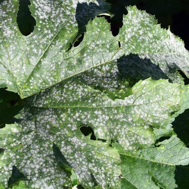 Powdery mildew appears as white small specks on the foliage