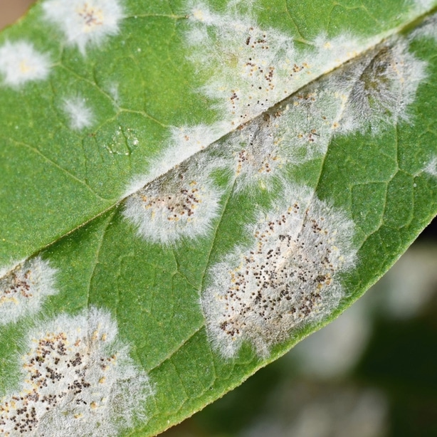 Powdery mildew is a fungus that appears on many different types of plants.