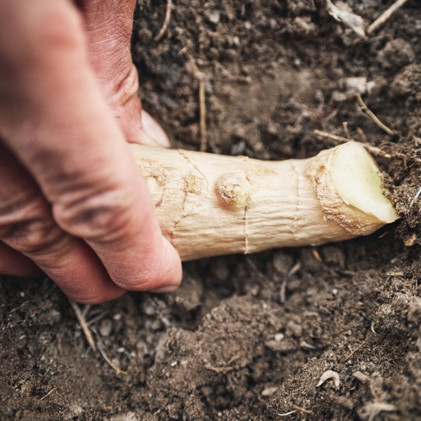 Just like any other crop or vegetable, ginger needs appropriate spacing and soil prep to grow properly.