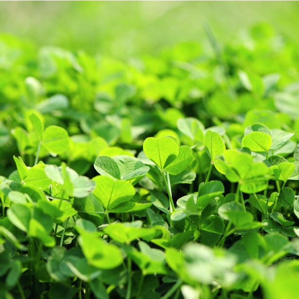 Clovers can prevent other invasive species from growing on your yard