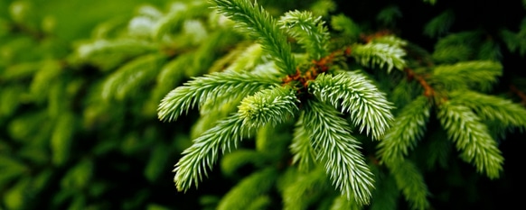 Proper maintenance will help your fir or spruce tree remain healthy looking