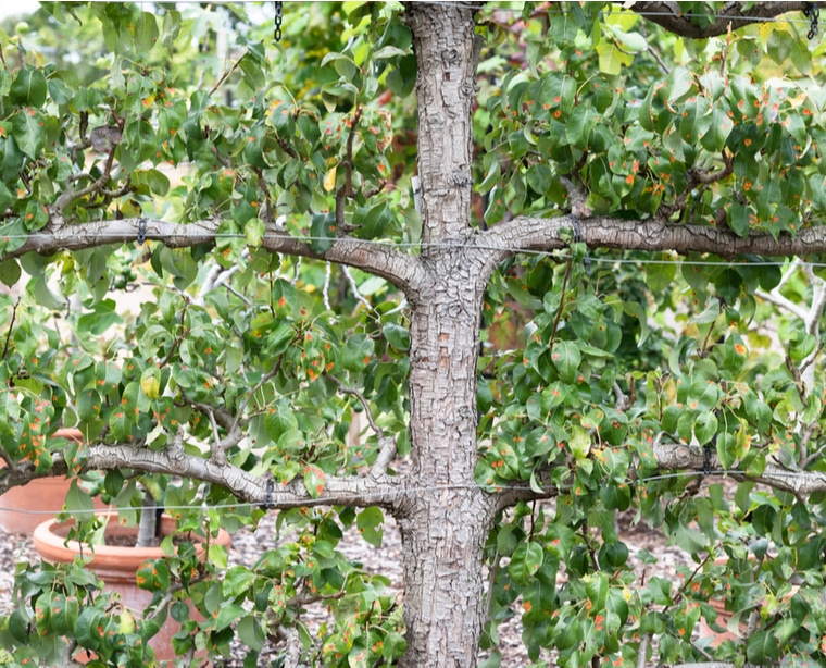 Proper structure An example of the 90 degrees that will form between trunk and branches.