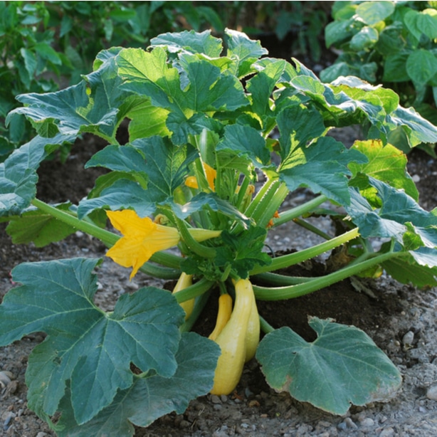 Appropriate nutrients will help them flourish and develop strong root systems.