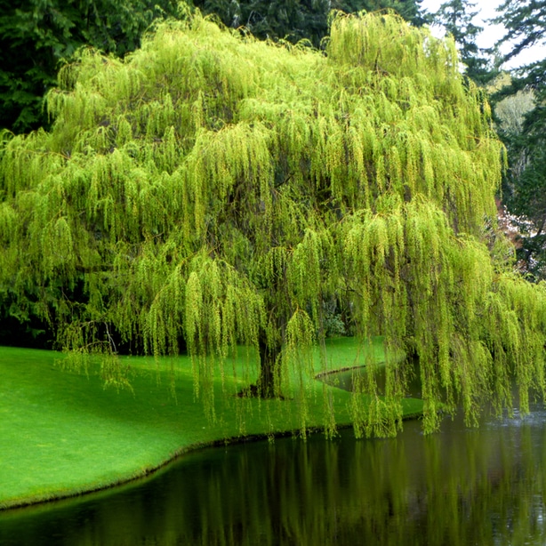 Weeping willows love moist environments