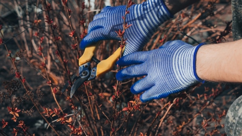 Dead spirea branches need to be pruned for proper growth.