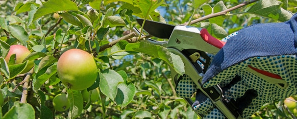 Trimming an apple tree to increase its yields is not difficult