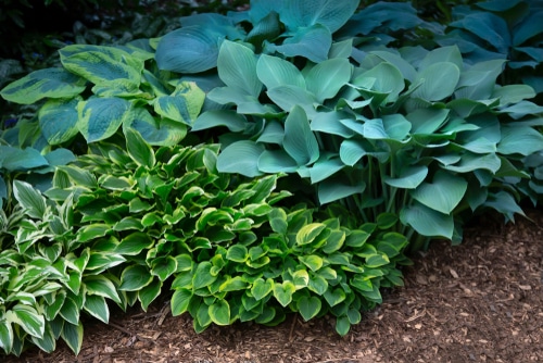 Hostas need to be maintained with proper sun and watering
