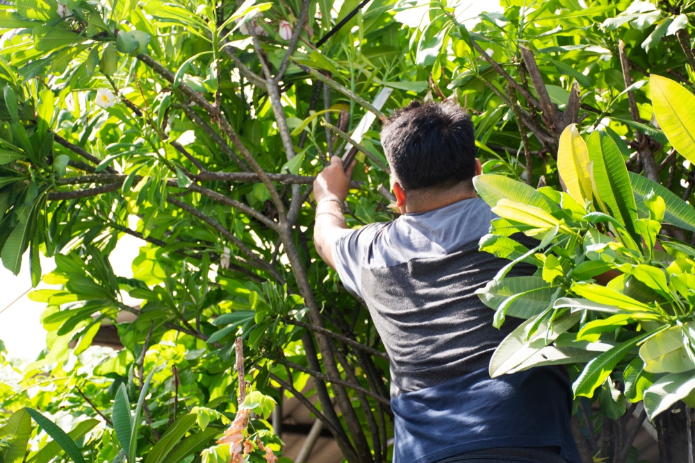 Pruning trees is an important part of care