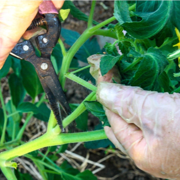 Healthy growth of tomatoes requires adequate pruning