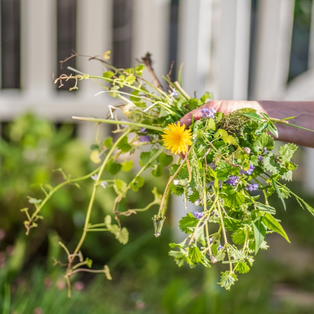 Make sure to remove entire root of the invasive plants