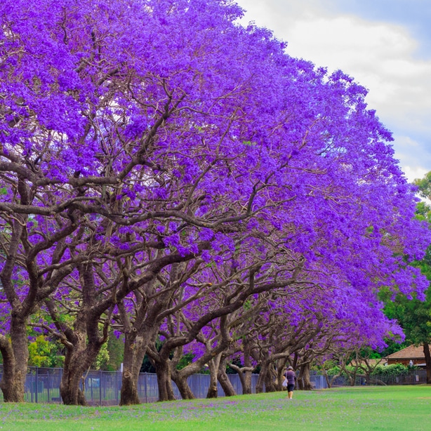 Jacaranda mimosifolia with beautiful purple blooms with proper watering.