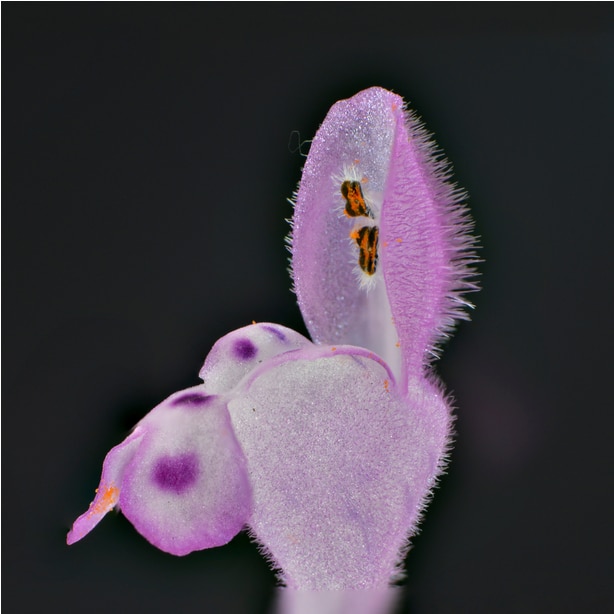 The purple flowers of this weed resemble small orchid blooms