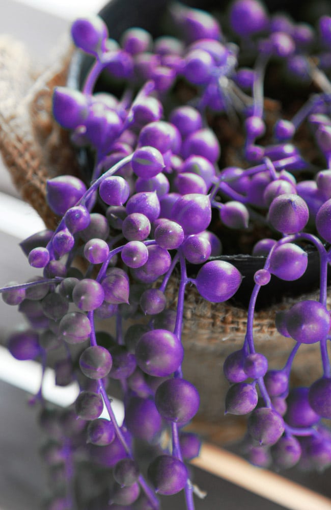 Purple string of pearl plants do not exist