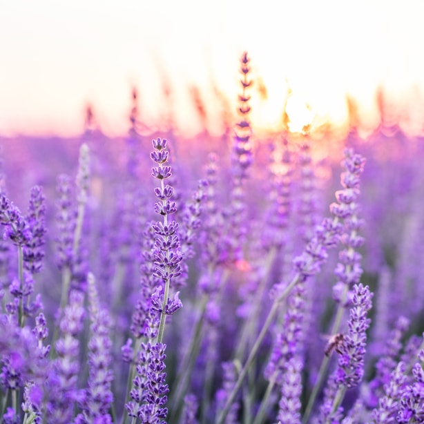 Purple flowers make a striking contrast against the backdrop of a sunset