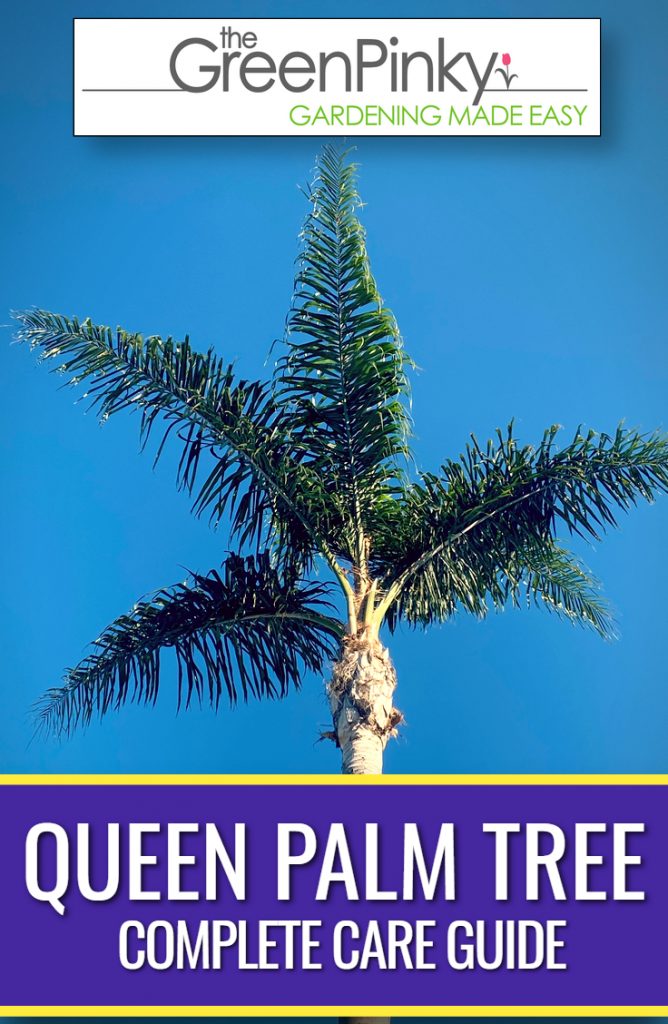 A beautiful queen palm tree given the correct water, fertilizer, and sun