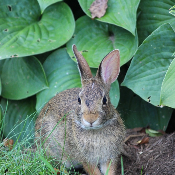 Rabbit pests Rabbits are notorious offenders of damaging hostas.