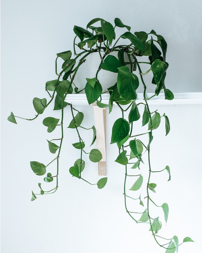 Raising devil's ivy Indoor care and design of an ivy plant.