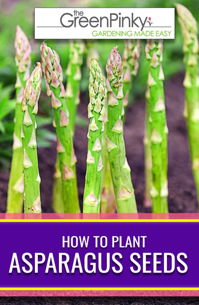 Our guide will teach you everything you need to know about sowing asparagus seeds