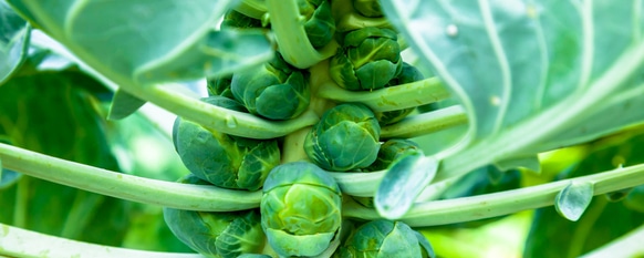 A couple brussel sprouts that are ready to be harvested and eaten