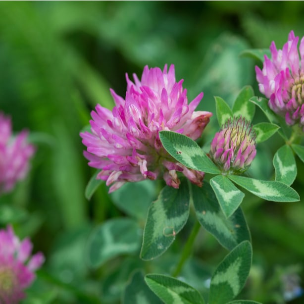 Red clover weeds are much like common clover and need to be removed