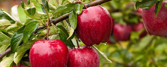 Growing these well known, sweet fruits is not difficult with a proper care guide.