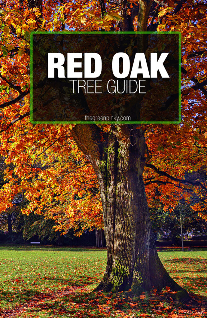 How to Plant a Red Oak Tree 