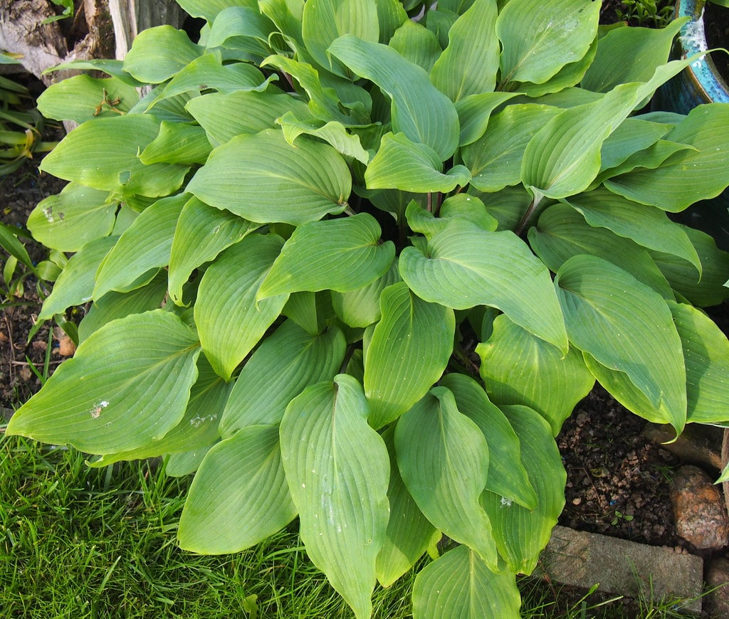 This hosta is a medium size and a great choice for a large container.