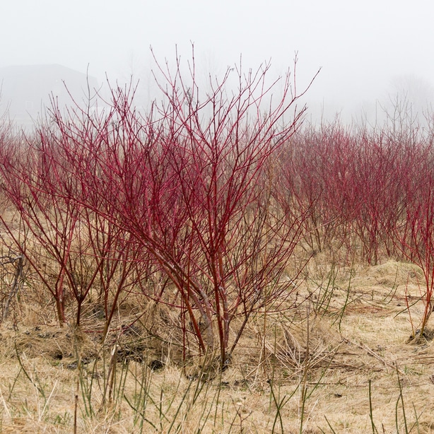 The red osier variety gets its name from its strikingly red branches
