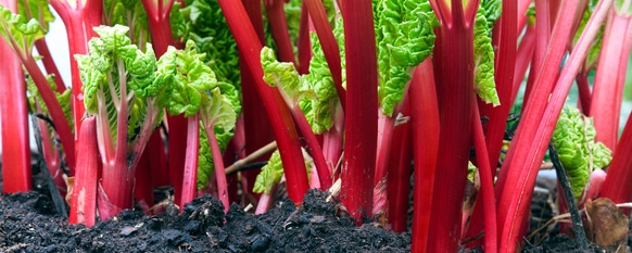Tart red stalks growing robustly with the help of a maintenance guide.