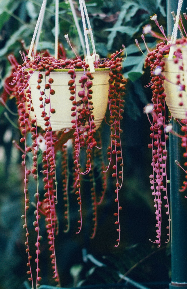 Red string of pearl plants are fake and so are any other exotic colors.