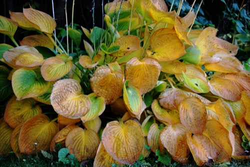 Removing dead hostas leaves in the falls essential for proper care