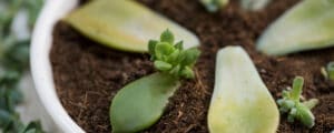 Reproducing succulents is not difficult with these 5 steps.