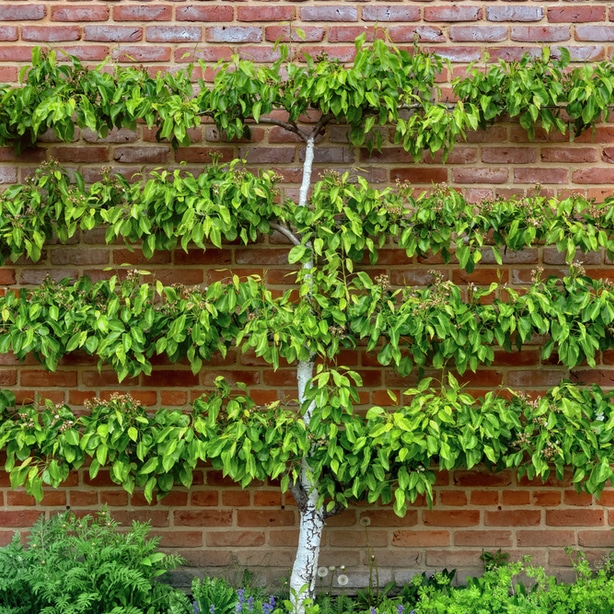 Requires careful pruning When pruned correctly, this will create the structure that is not only beautiful but functional.