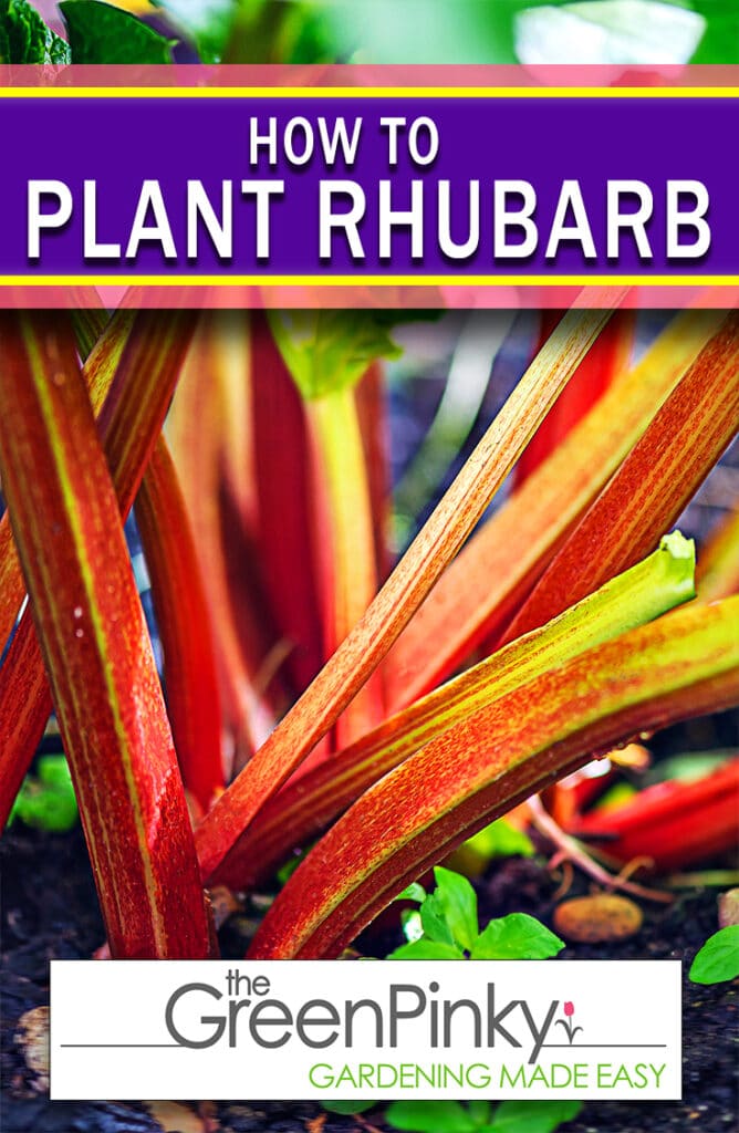 This care guide will show you how to plant and eventually harvest your own rhubarb.