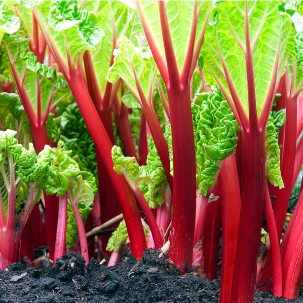 Rhubarb can be useful for deterring thrip and caterpillars