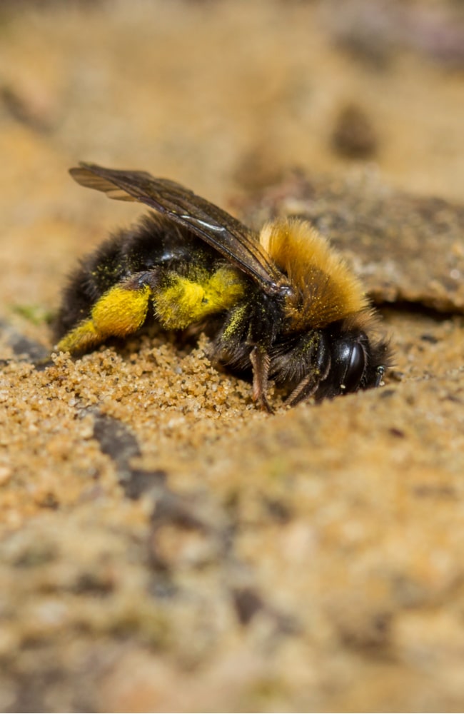 Mining bees dig holes, which is how they get their name
