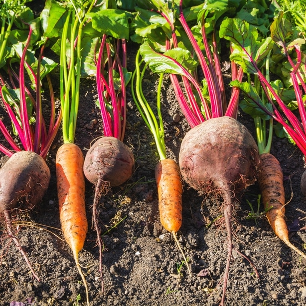 Root vegetables can withstand mild winters and in fact, may help them taste sweeter