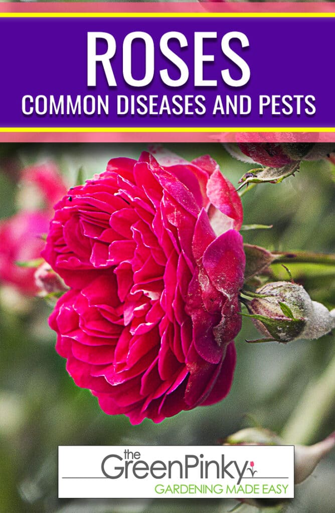 There are a couple common rose problems that should be properly dealt with using a guide.