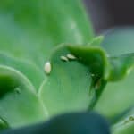 Dealing with Rose Problems? — Common Issues and Solutions