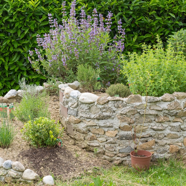 Rosemary can be planted as an ornamental or as an herb.