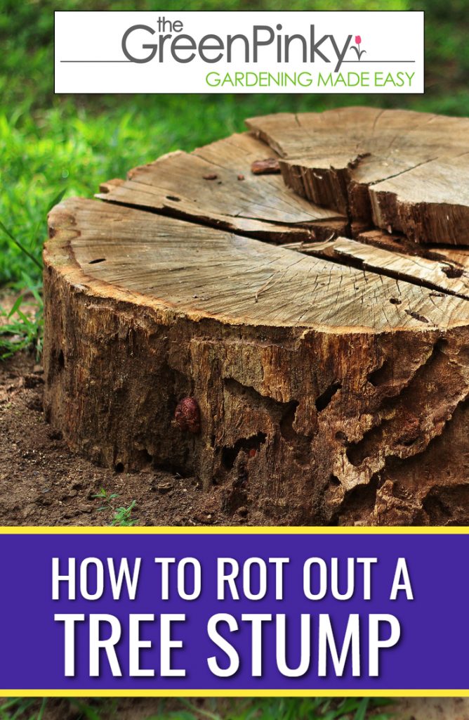 Rotting out a tree stump fast requires practical instructions and steps