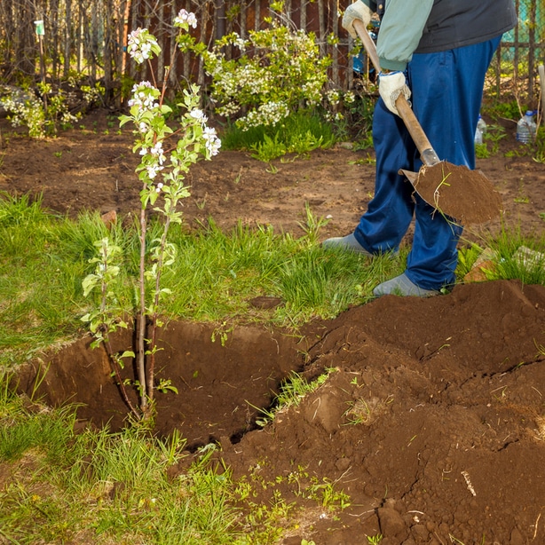 Use a rounded shovel to dig a hole to plant into.