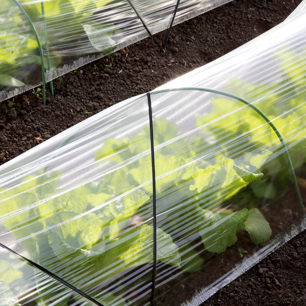 Row covers will extend your growing season