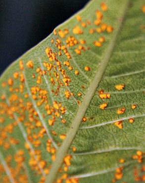 hollyhock rust is a disease on the leaf of the plant