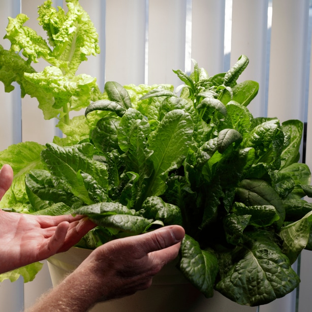 Growing salad greens and lettuce indoors can add color and give you something to harvest
